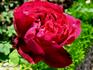 Madame Louis Blanchet rose photo