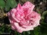 Elise Flory rose photo