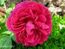 Madame Louis Blanchet rose photo