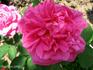 Comte Adrien de Germiny rose photo