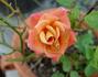 Old Country Charm rose photo