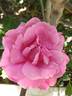 Caprice de Meilland ® rose photo