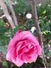 Caprice de Meilland ® rose photo