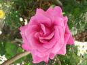 Caprice de Meilland ® rose photo