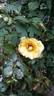 Catherine Laborde rose photo