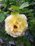 Catherine Laborde rose photo