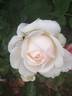 Clair de Lune rose photo
