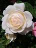 Clair de Lune rose photo