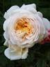 Clair de Lune rose photo