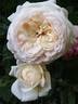 Clair de Lune rose photo