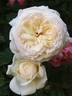 Clair de Lune rose photo