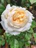 Clair de Lune rose photo