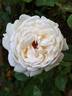 Clair de Lune rose photo
