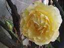 Concours Lepine ® rose photo