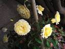 Concours Lepine ® rose photo
