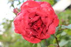Terracotta rose photo