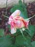 Claude Monet rose photo