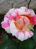 Claude Monet rose photo
