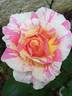 Claude Monet rose photo