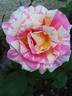 Claude Monet rose photo