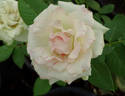 Mint Julep rose photo