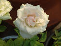 Mint Julep rose photo