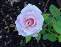 Monty's Joy rose photo