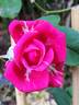 Crazy Pink Voluptia rose photo