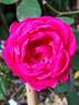 Crazy Pink Voluptia rose photo