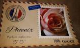 Firestar Phoenix rose photo