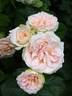 Douceur de vivre rose photo