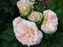 Douceur de vivre rose photo