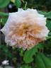 Douceur de vivre rose photo