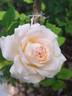 Douceur de vivre rose photo