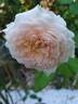 Douceur de vivre rose photo