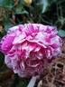 Emilia Castelli rose photo
