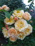 Rebecca Mary rose photo
