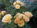 Rebecca Mary rose photo