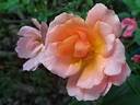 Fragrant Delight ® rose photo