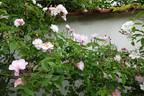 Lenore rose photo