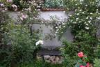 Lenore rose photo