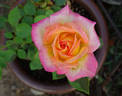 Mr. Chips rose photo