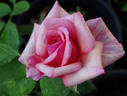 Oksana rose photo