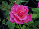 O'Rilla rose photo