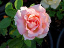 Perfumery rose photo
