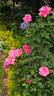 Peter Frankenfeld ® rose photo