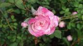 Homère rose photo