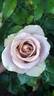 Amnésia® rose photo