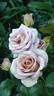 Amnésia® rose photo