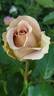 Amnésia® rose photo